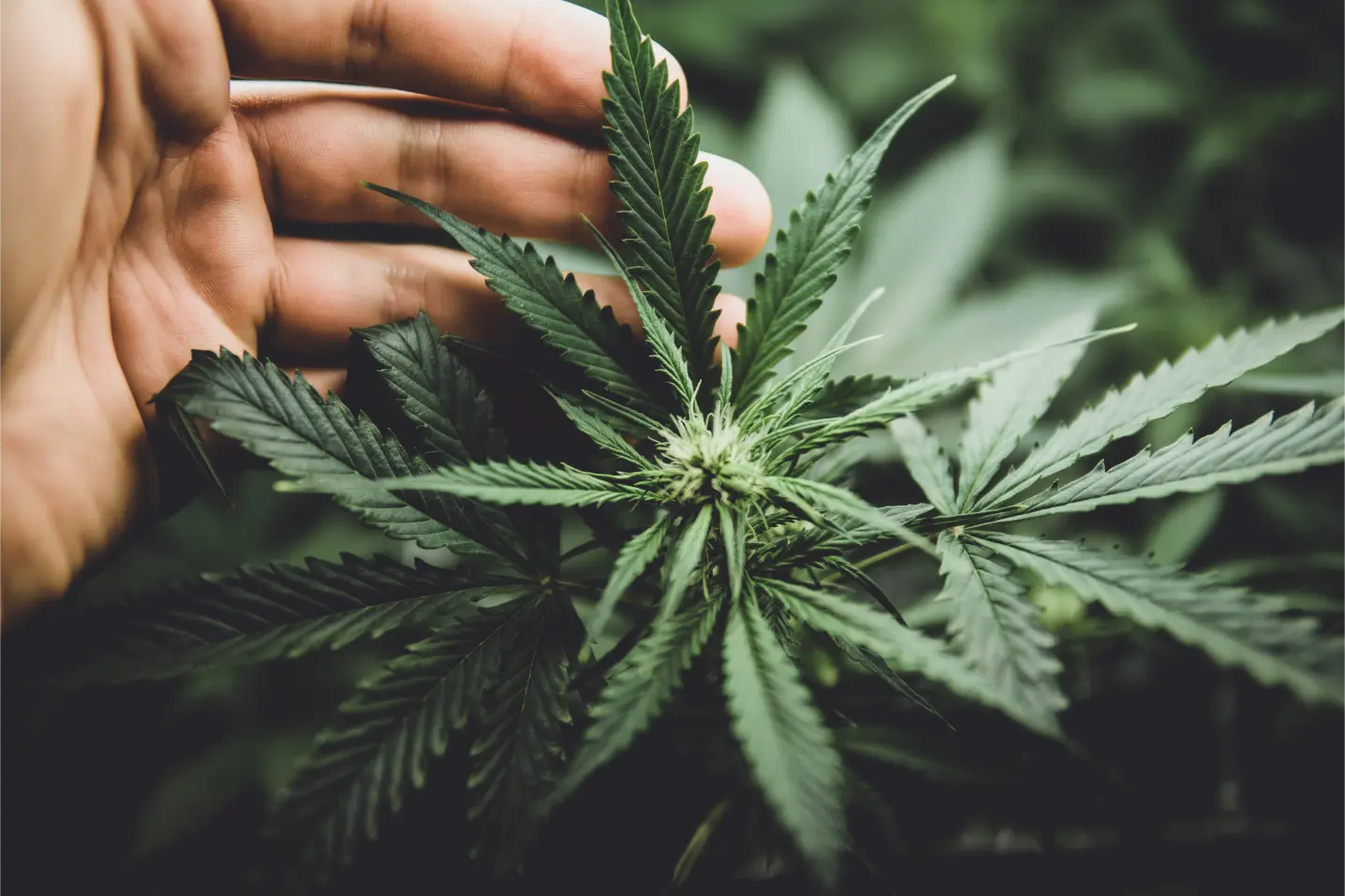 Cannabis